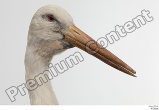 Black stork head 0001.jpg